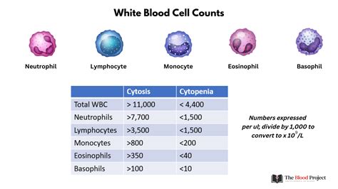 13000 white blood cell count